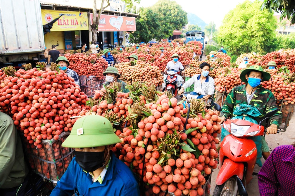Bắc Giang: Tiêu thụ hơn 20 nghìn tấn vải thiều sớm