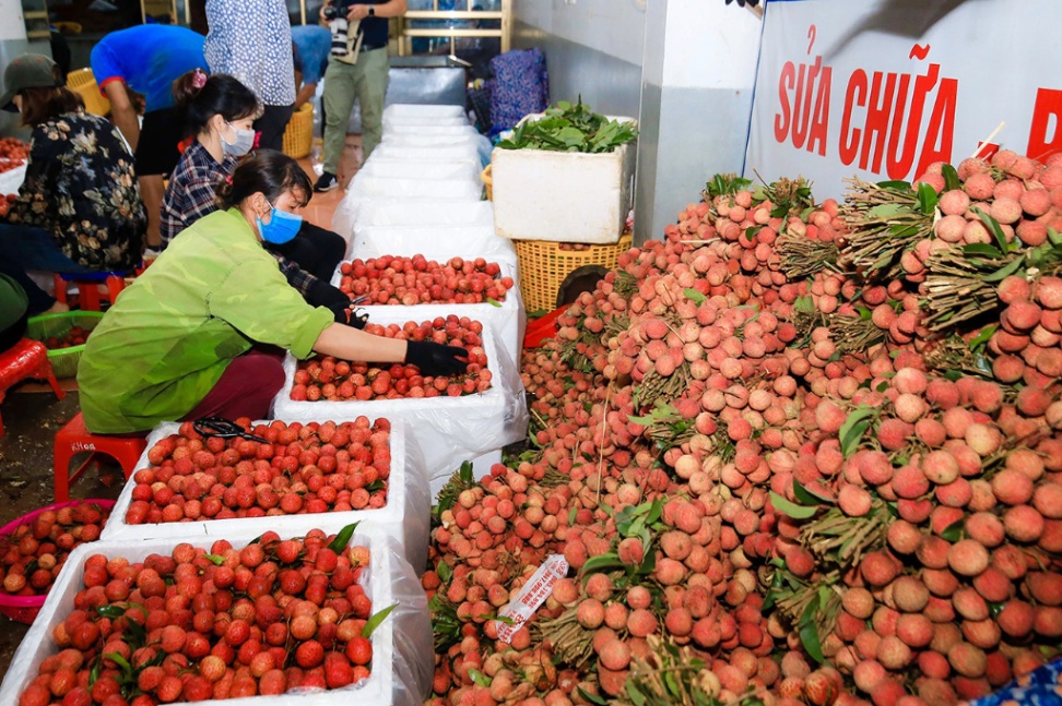Bắc Giang: Tiêu thụ gần 70 nghìn tấn vải thiều chính vụ
