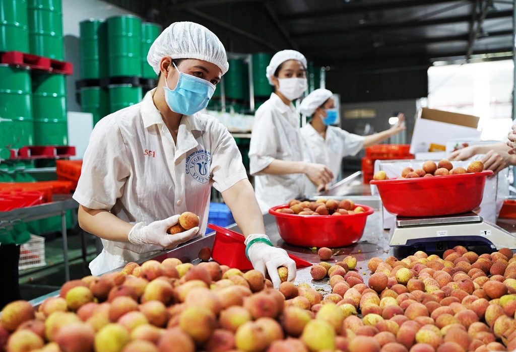 Bắc Giang tiêu thụ vải thiều đạt 97,8% kế hoạch