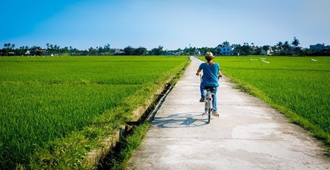cánh đồng lúa bạt ngàn, xanh mướt với những con đường làng nhỏ tạo nên một  khung cảnh lãng mạn. - Ảnh của CoCo Couple Homestay, Hội An - Tripadvisor