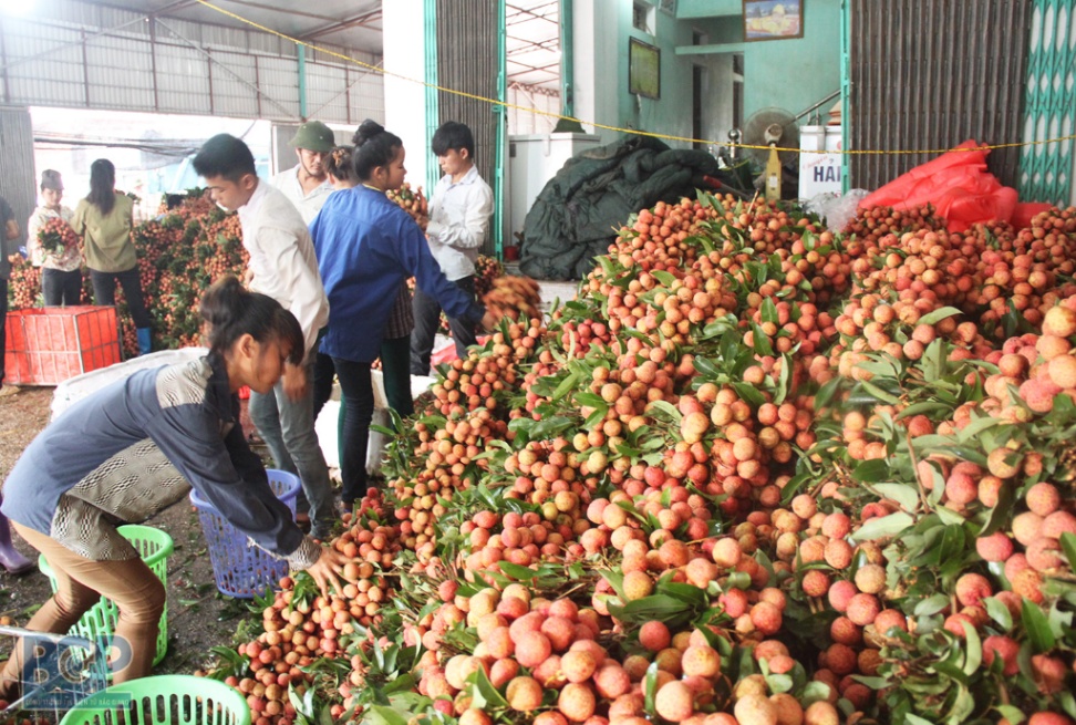 Bắc Giang: Tiêu thụ hơn 180 nghìn tấn vải thiều thuận lợi, giá cao