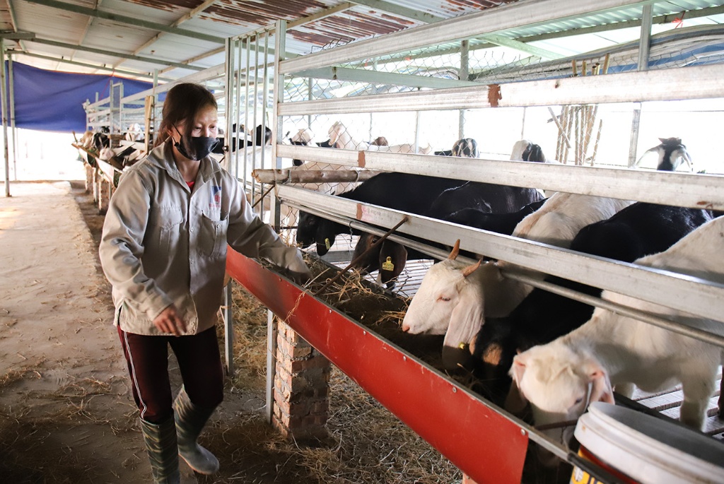 Tân Yên triển khai các biện pháp phòng chống dịch bệnh cho đàn vật nuôi