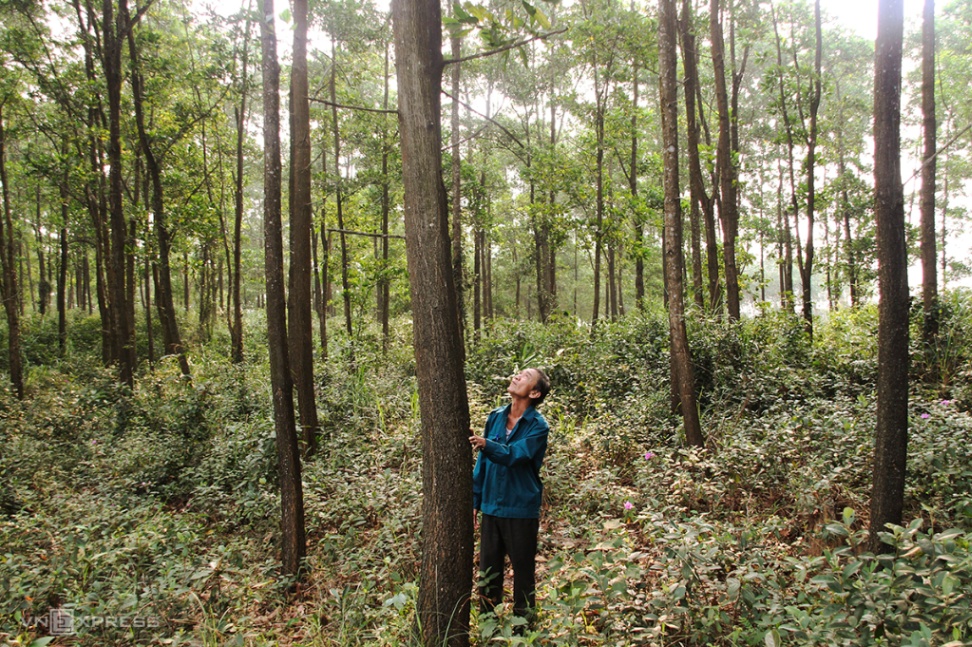 Phấn đấu đến năm 2025, tỉnh Bắc Giang có khoảng từ 16 nghìn ha rừng trồng gỗ lớn trở lên