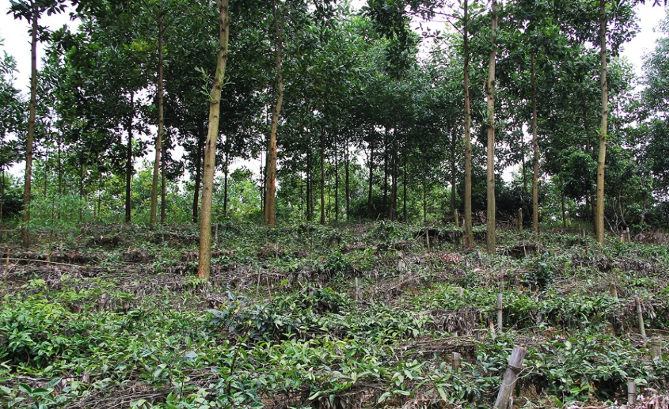 Năm 2024, Bắc Giang tiếp tục triển khai phát triển trồng mới 19 ha cây Ba kích tím tại Sơn Động
