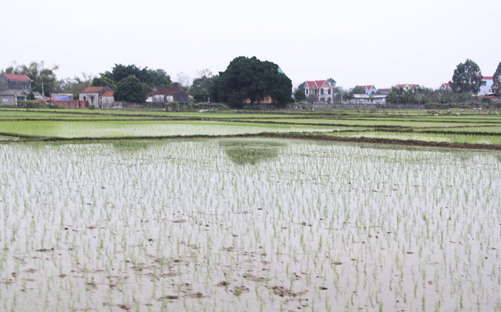 Bắc Giang: Vụ Chiêm xuân gieo trồng đảm bảo khung thời vụ