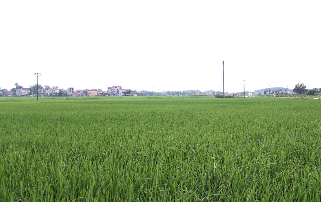 Bắc Giang: Năm 2024, thực hiện chuyển đổi 671,9 ha cơ cấu cây trồng trên đất trồng lúa