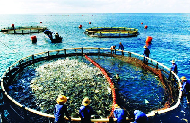 Quảng Ngãi: Hỗ trợ nuôi trồng thủy sản trên đảo Lý Sơn