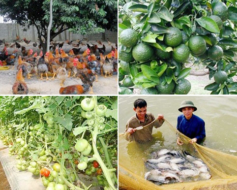 Bắc Giang: Năm 2014, tổng giá trị sản xuất nông, lâm, thủy sản ước đạt hơn 16 nghìn tỷ đồng