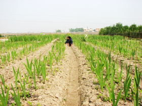 Huyện Tân Yên triển khai kế hoạch sản xuất vụ chiêm xuân 2006 -2007.