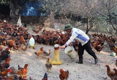 Lạng Giang: Gần 11.200 hộ nông dân sản xuất kinh doanh giỏi