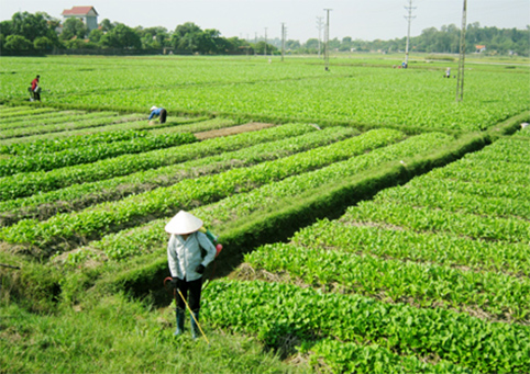 Tân Yên: Xây dựng 17 cánh đồng mẫu trong vụ chiêm xuân
