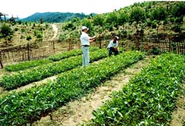 Bắc Giang nâng cao năng lực các đơn vị sản xuất giống trong nông nghiệp.    