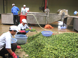 Đẩy mạnh thu hút đầu tư phát triển công nghiệp chế biến nông, lâm sản Bắc Giang