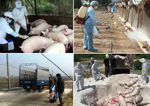 Bắc Giang: Chủ động phòng, chống dịch bệnh động vật