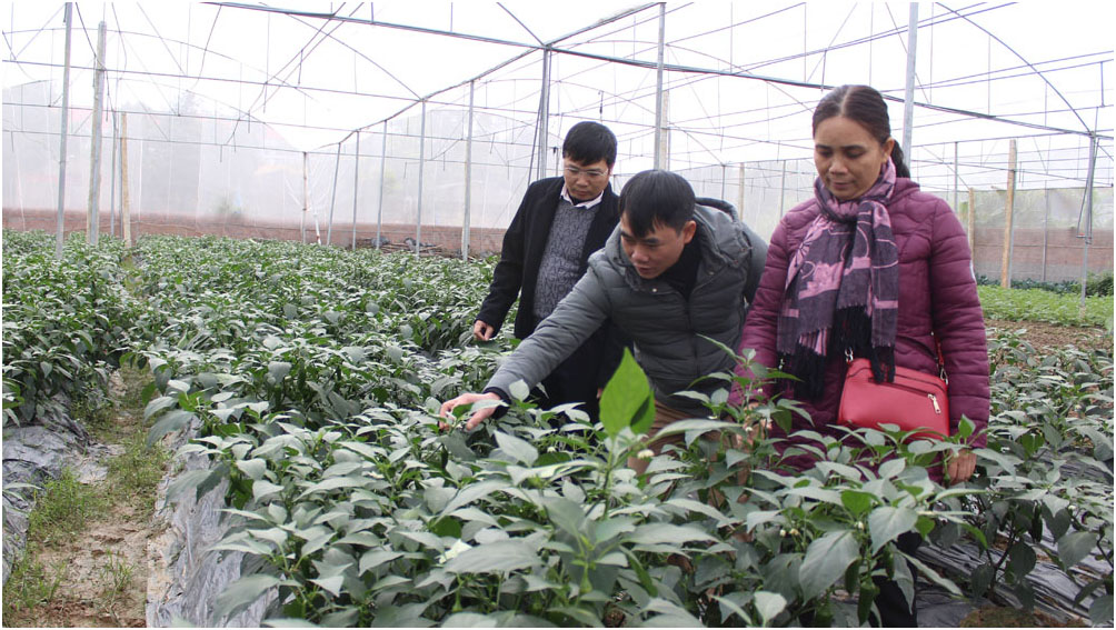Phát triển nông nghiệp Công nghệ cao ở Việt Yên: Từ điểm nhân diện
