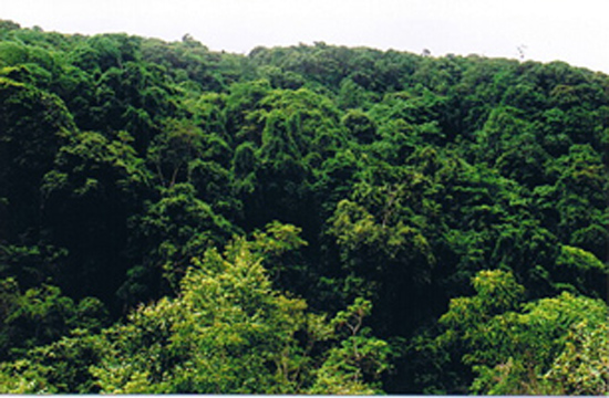 Quy định chi tiết về tổ chức và quản lý hệ thống rừng đặc dụng