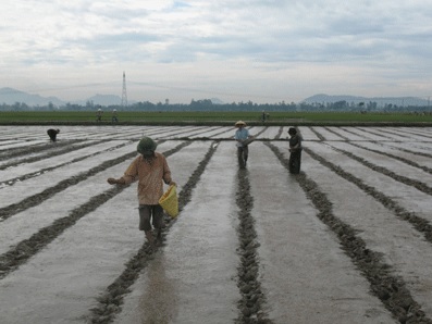 Lạng Giang: Gieo cấy hơn 9.400 ha cây trồng các loại vụ Chiêm xuân 