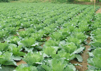 Lạng Giang gieo trồng 4.100 ha cây rau màu vụ Đông