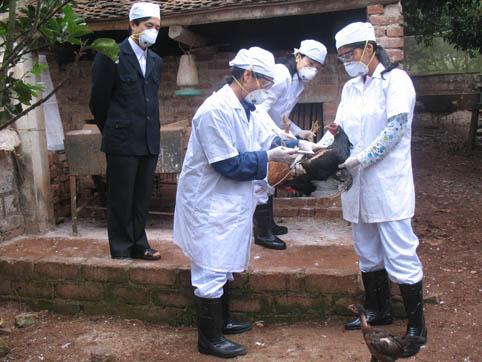 Bắc Giang: Chủ động phòng chống rét và dịch bệnh cho đàn vật nuôi