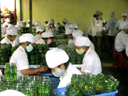 Xuất khẩu hàng nông sản ở Bắc Giang.     