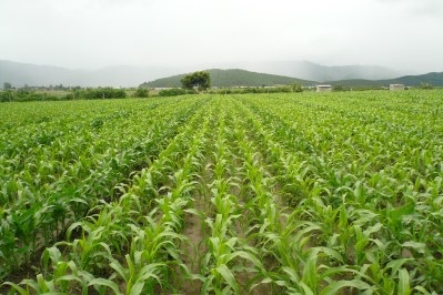 Bắc Giang: Diện tích trồng cây vụ Đông đạt 86% kế hoạch