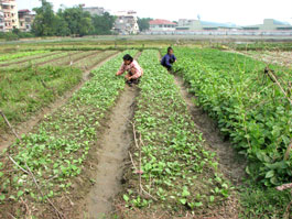 Bắc Giang tích cực đẩy mạnh chương trình sản xuất nông nghiệp hàng hoá trong năm 2007.    