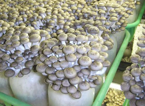 Phó Chủ tịch UBND tỉnh Dương Văn Thái kiểm tra tình hình sản xuất nấm tại huyện Lạng Giang