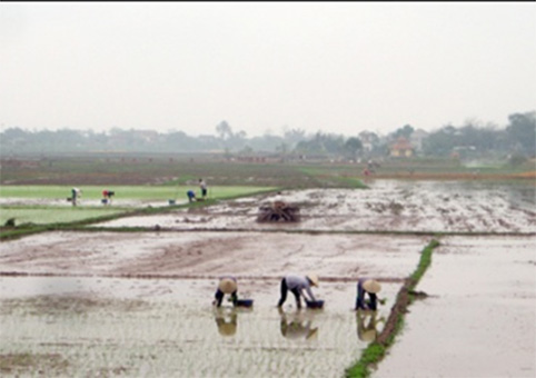 Bắc Giang: Tập trung sản xuất vụ chiêm Xuân 2015