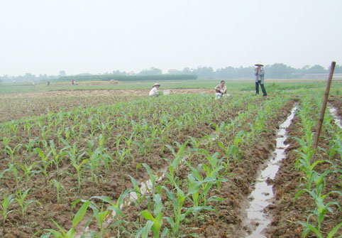 Yên Dũng: Khuyến khích nông dân sản xuất cây trồng vụ Đông