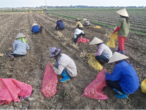 Tân Yên: Cây rau quả chế biến giá trị đạt 140-150 triệu đồng/ha 