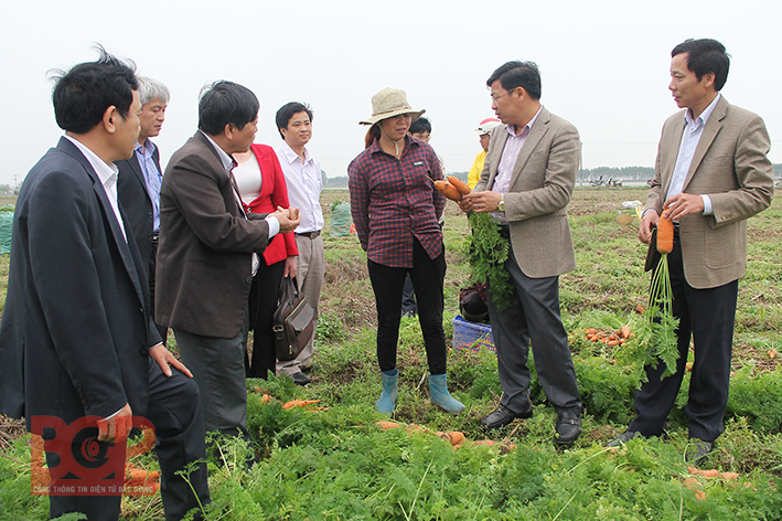 Việt Yên: Phát triển các mô hình liên kết sản xuất trong nông nghiệp