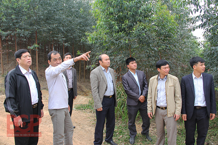 Chủ tịch UBND tỉnh Nguyễn Văn Linh thăm mô hình kinh tế rừng tại huyện Lục Ngạn