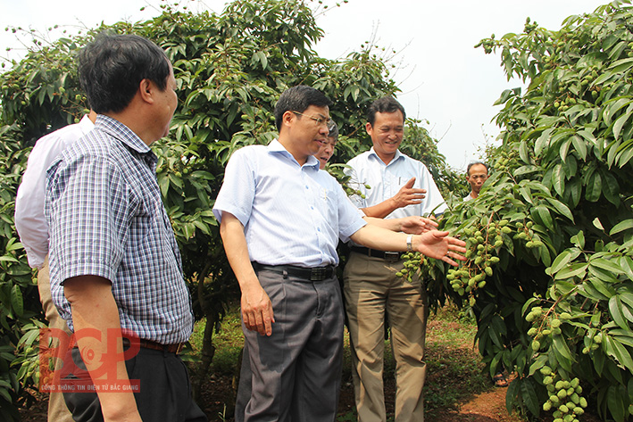 Tân Yên: Phát huy thế mạnh nông nghiệp địa phương