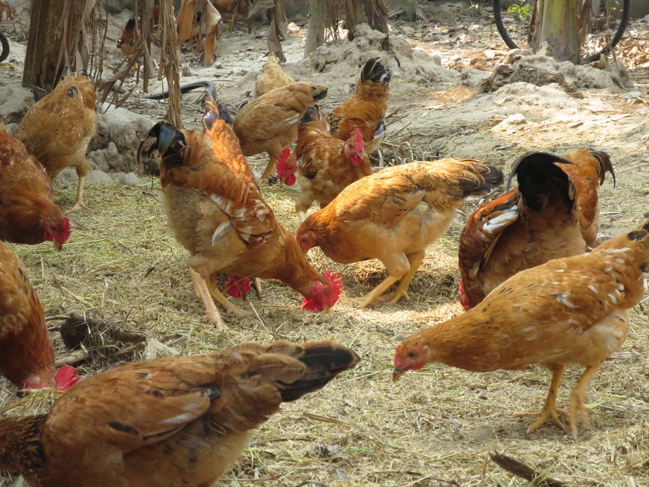 Ứng dụng công nghệ sinh học sản xuất thức ăn chăn nuôi cho gà từ phụ phẩm nông nghiệp