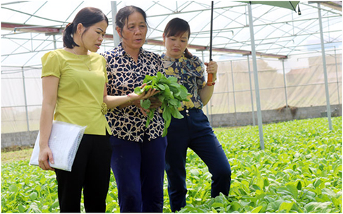 Sản xuất nông nghiệp ứng dụng công nghệ cao ở Lục Nam: Tín hiệu vui từ mô hình điểm