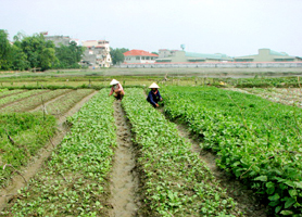 Chuyển động trong sản xuất nông nghiệp hàng hoá ở Yên Dũng.