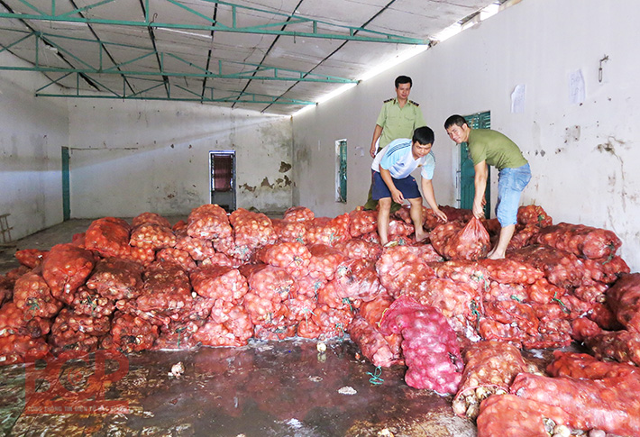 Lạng Giang tiêu hủy 12 tấn hành tây củ nhập lậu