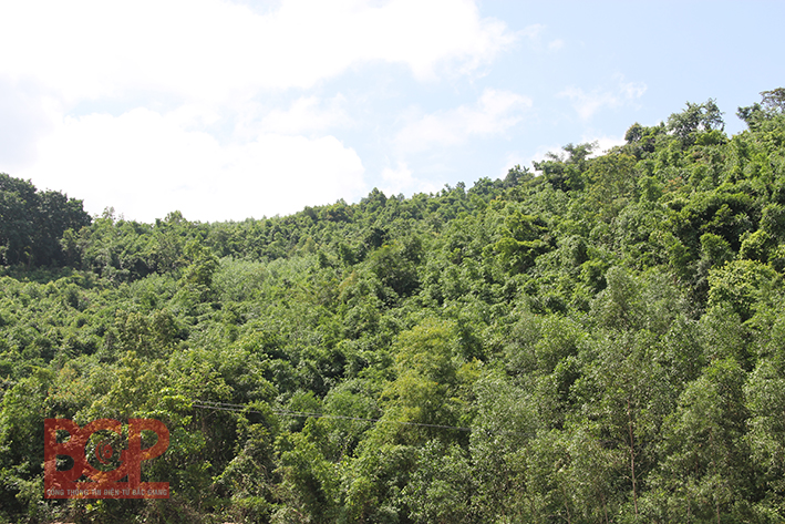 Các địa phương khẩn trương hoàn thành ký cam kết bảo vệ rừng