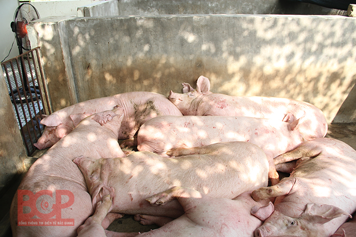 Xử lý nghiêm việc tiêm thuốc an thần cho lợn trước khi giết mổ